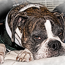 Adriana  Moralic, Diocesan Publications