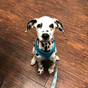 Adriana Moralic, Diocesan